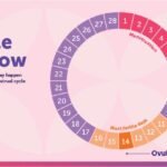 What is the Difference between ovulation and fertility days.